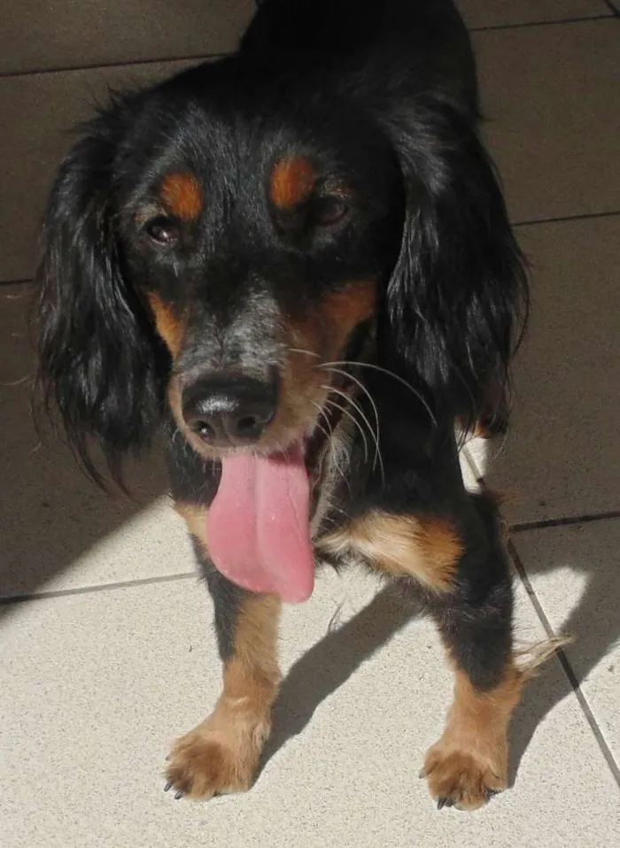 Cachorro ra a Cocker/SDR idade 1 ano nome Olie