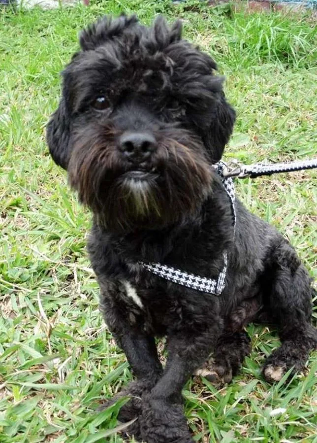 Cachorro ra a SRD idade 2 anos nome Tobias