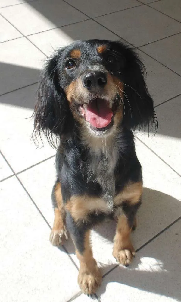 Cachorro ra a Cocker/SDR idade 1 ano nome Olie