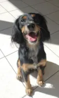Olie
