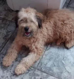 Cachorro raça Pooplo idade 2 a 6 meses nome Boby