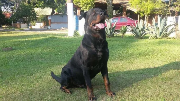 Cachorro ra a Rottweiler idade 2 anos nome Babuh