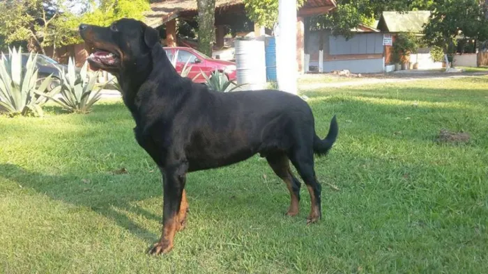 Cachorro ra a Rottweiler idade 2 anos nome Babuh