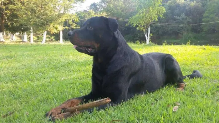 Cachorro ra a Rottweiler idade 2 anos nome Babuh