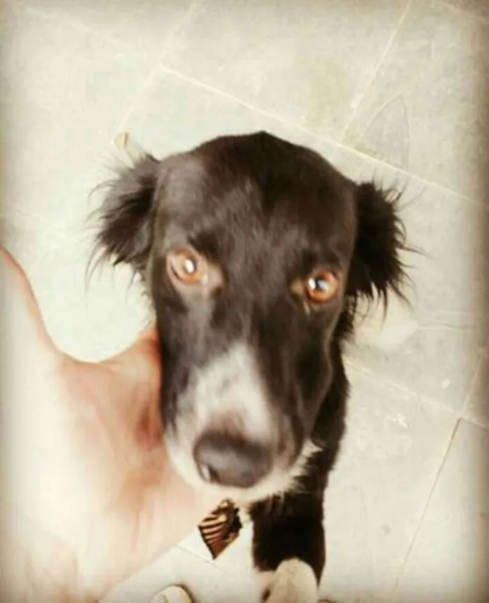 Cachorro raça srd idade 2 anos nome Fred