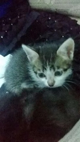 Gato ra a SRD idade 2 a 6 meses nome Piper e Soso 