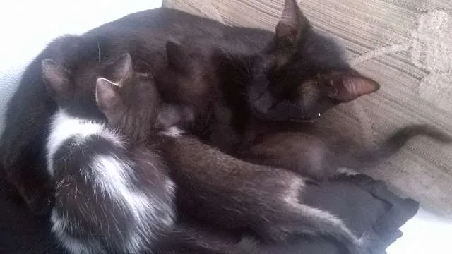 Gato ra a SRD idade 2 a 6 meses nome Piper e Soso 