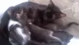 Piper e Soso