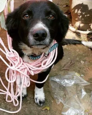 Cachorro raça srd idade 2 anos nome Fred