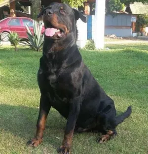 Cachorro raça Rottweiler idade 2 anos nome Babuh