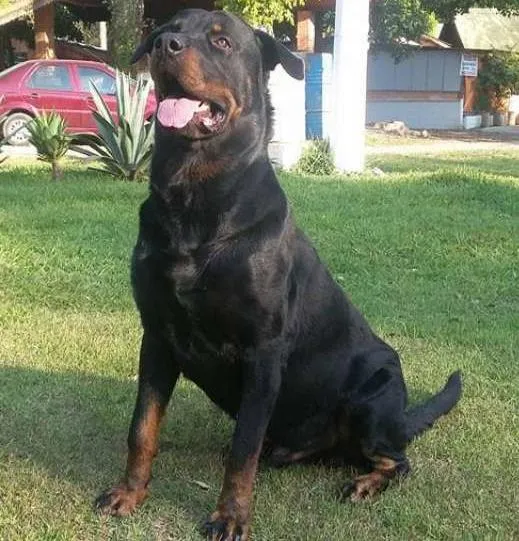 Cachorro ra a Rottweiler idade 2 anos nome Babuh