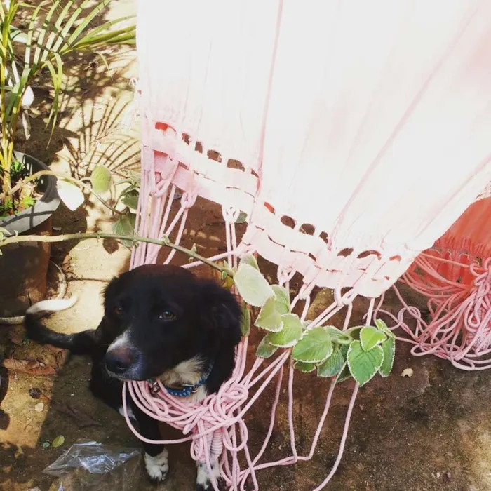 Cachorro raça srd idade 2 anos nome Fred