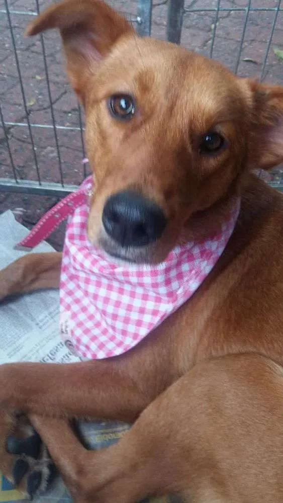 Cachorro ra a SRD idade 1 ano nome Bebel