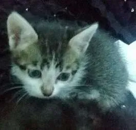 Gato raça  idade 2 a 6 meses nome Piper e Soso 