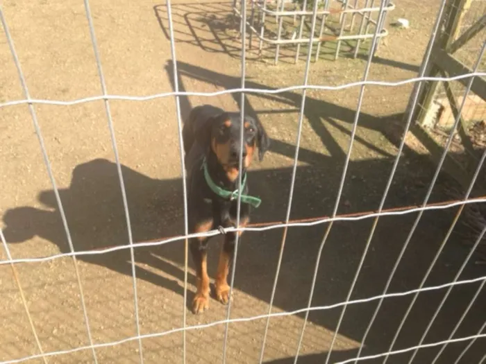 Cachorro ra a Dobermann idade 4 anos nome DUCK