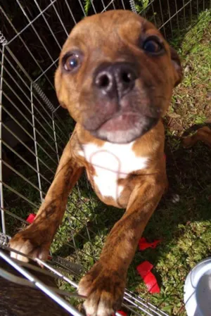 Cachorro raça srd idade 2 a 6 meses nome 3 machinhos