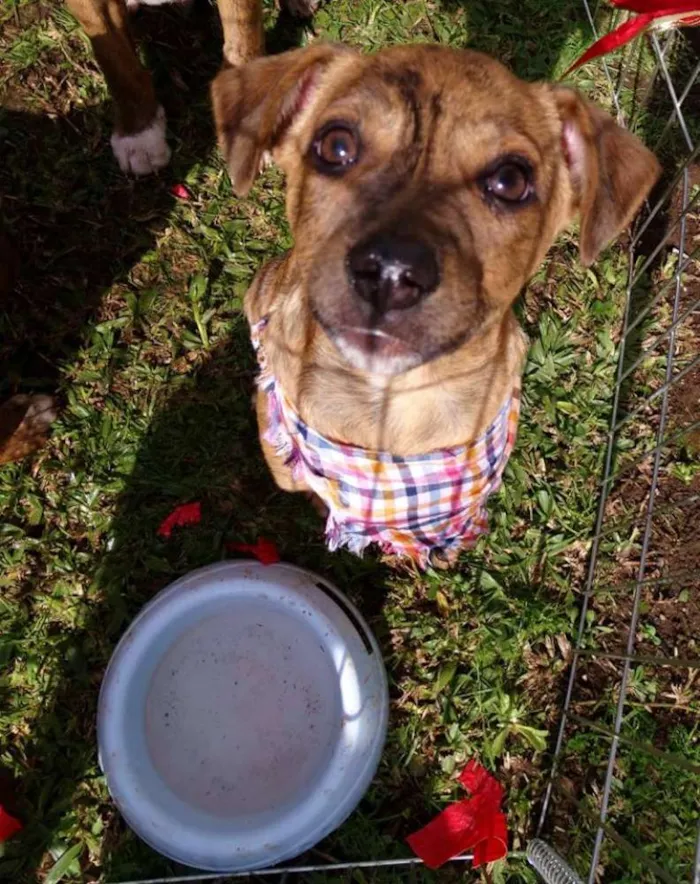 Cachorro ra a srd idade 2 a 6 meses nome 3 machinhos