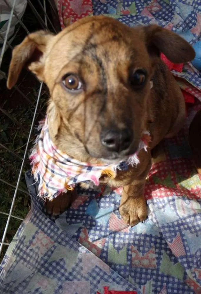Cachorro ra a srd idade 2 a 6 meses nome 3 machinhos