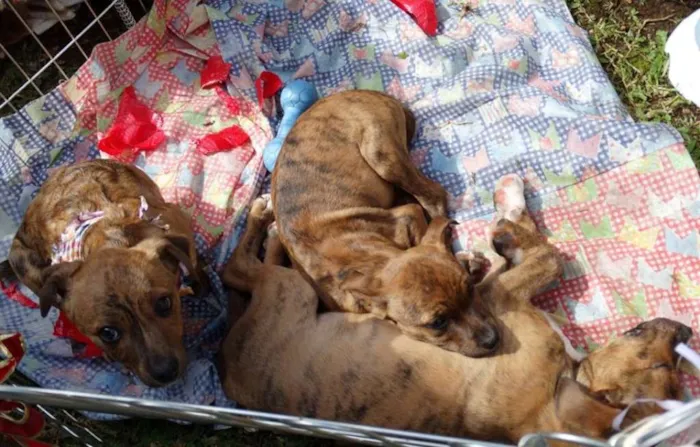 Cachorro ra a srd idade 2 a 6 meses nome 3 machinhos