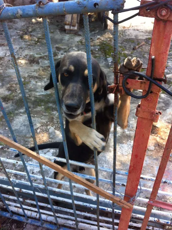 Cachorro ra a SRD idade 7 a 11 meses nome Não tem