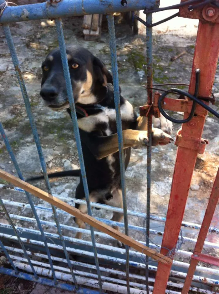 Cachorro ra a SRD idade 7 a 11 meses nome Não tem