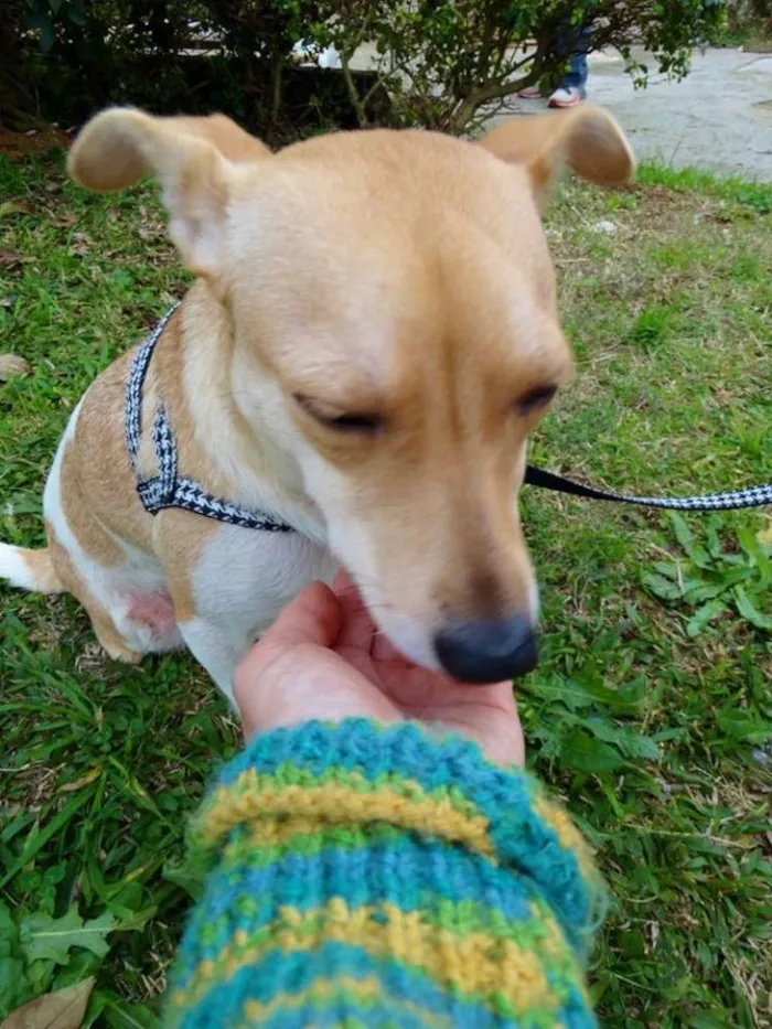 Cachorro ra a SRD idade 2 anos nome Mel
