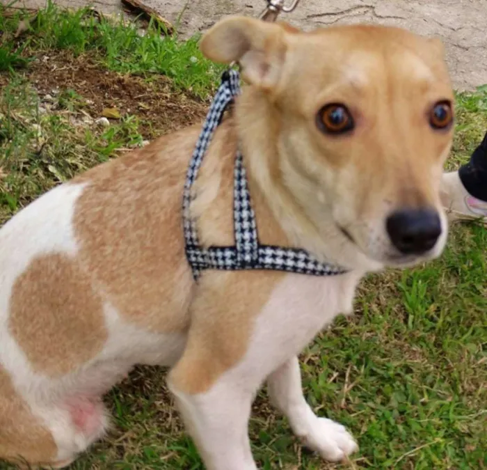 Cachorro ra a SRD idade 2 anos nome Mel