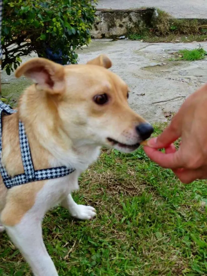 Cachorro ra a SRD idade 2 anos nome Mel