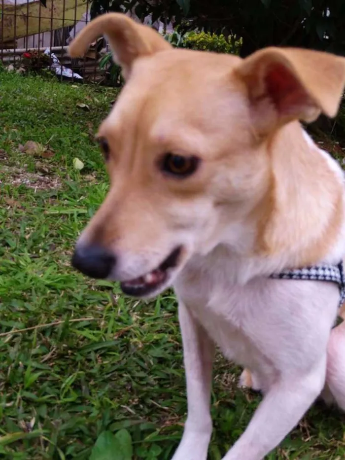 Cachorro ra a SRD idade 2 anos nome Mel