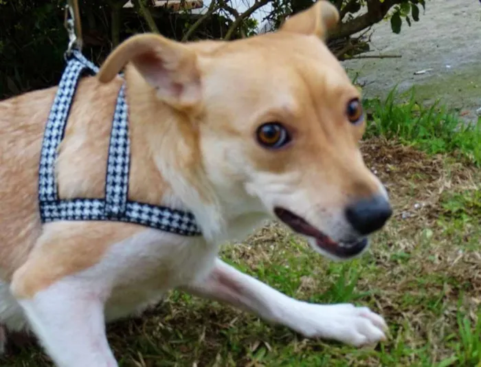 Cachorro ra a SRD idade 2 anos nome Mel
