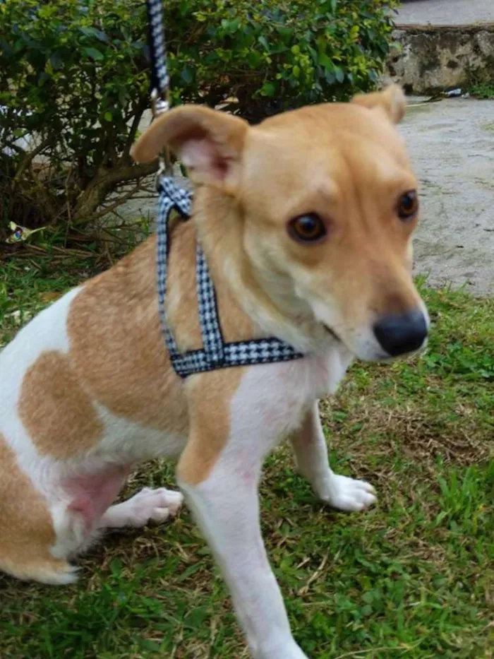 Cachorro ra a SRD idade 2 anos nome Mel