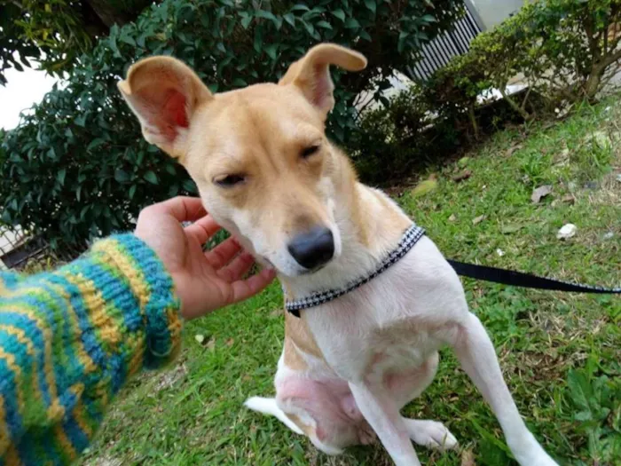 Cachorro ra a SRD idade 2 anos nome Mel