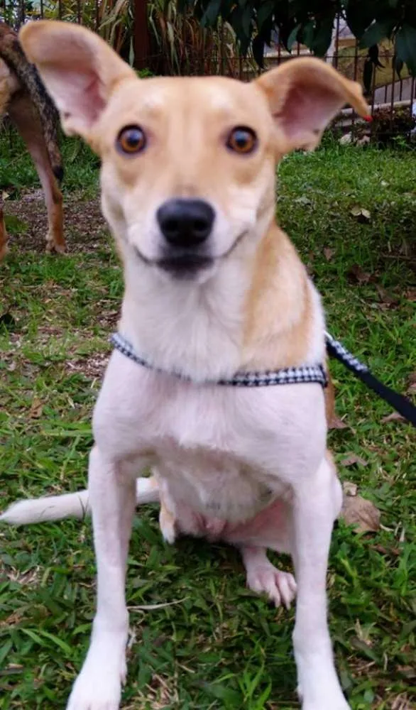 Cachorro ra a SRD idade 2 anos nome Mel