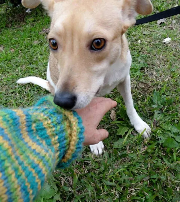 Cachorro ra a SRD idade 2 anos nome Mel