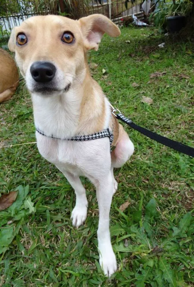 Cachorro ra a SRD idade 2 anos nome Mel