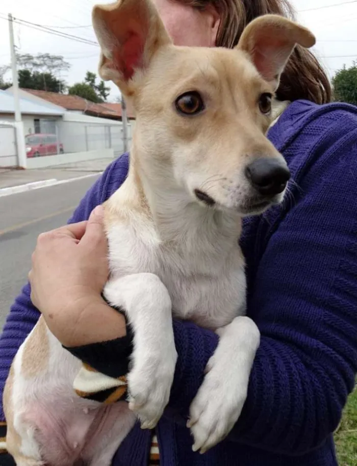 Cachorro ra a SRD idade 2 anos nome Mel