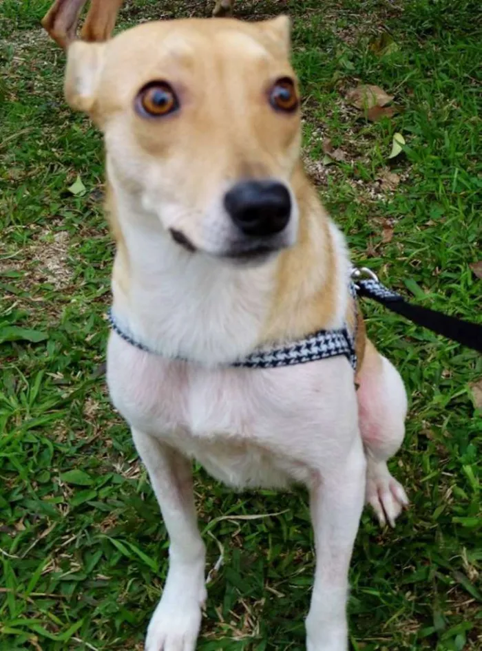 Cachorro ra a SRD idade 2 anos nome Mel