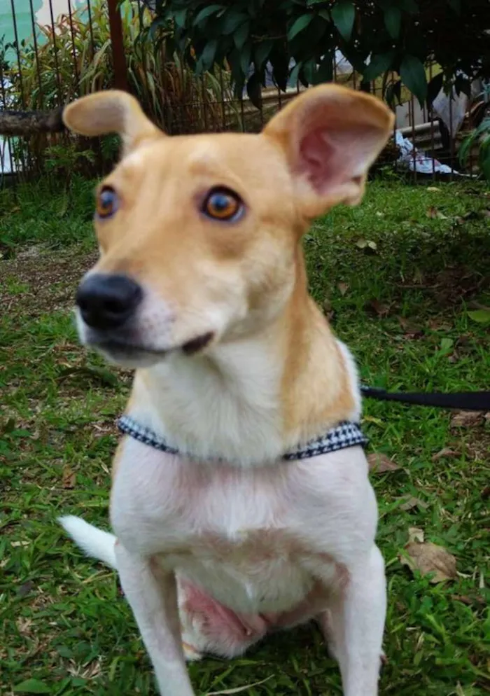 Cachorro ra a SRD idade 2 anos nome Mel