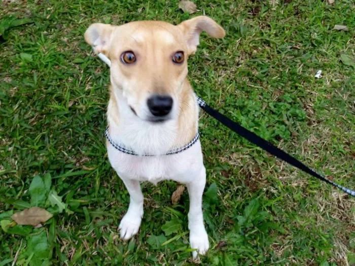 Cachorro ra a SRD idade 2 anos nome Mel
