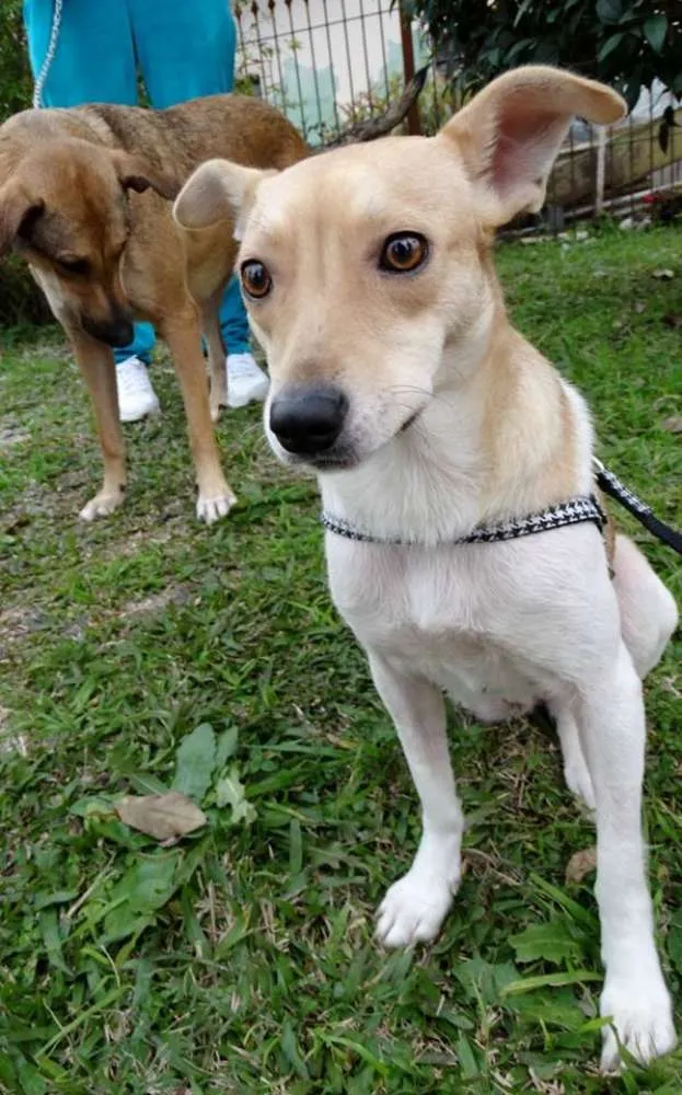 Cachorro ra a SRD idade 2 anos nome Mel
