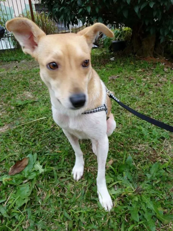 Cachorro ra a SRD idade 2 anos nome Mel