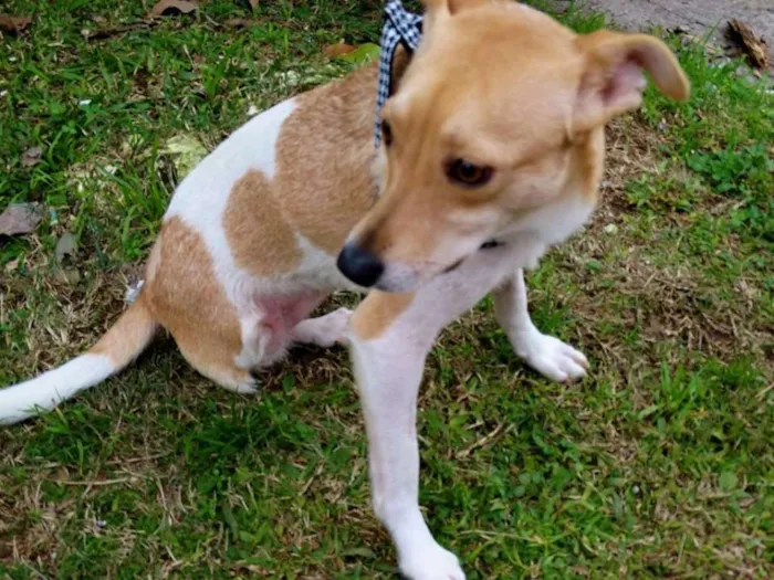 Cachorro ra a SRD idade 2 anos nome Mel