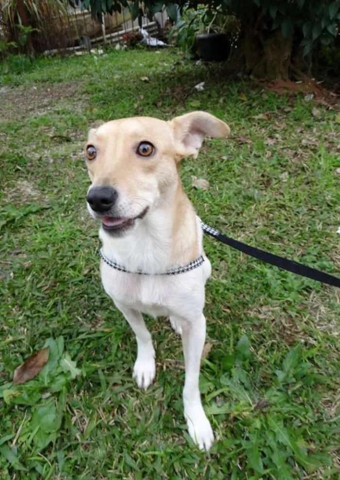 Cachorro ra a SRD idade 2 anos nome Mel