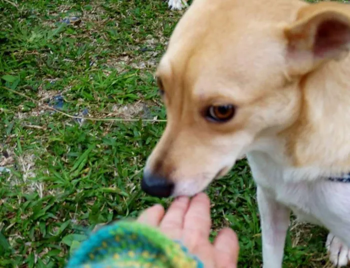 Cachorro ra a SRD idade 2 anos nome Mel