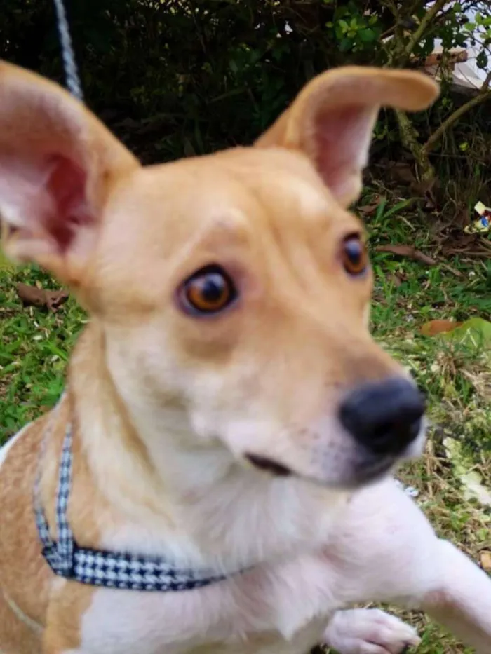 Cachorro ra a SRD idade 2 anos nome Mel