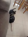 Pretinha