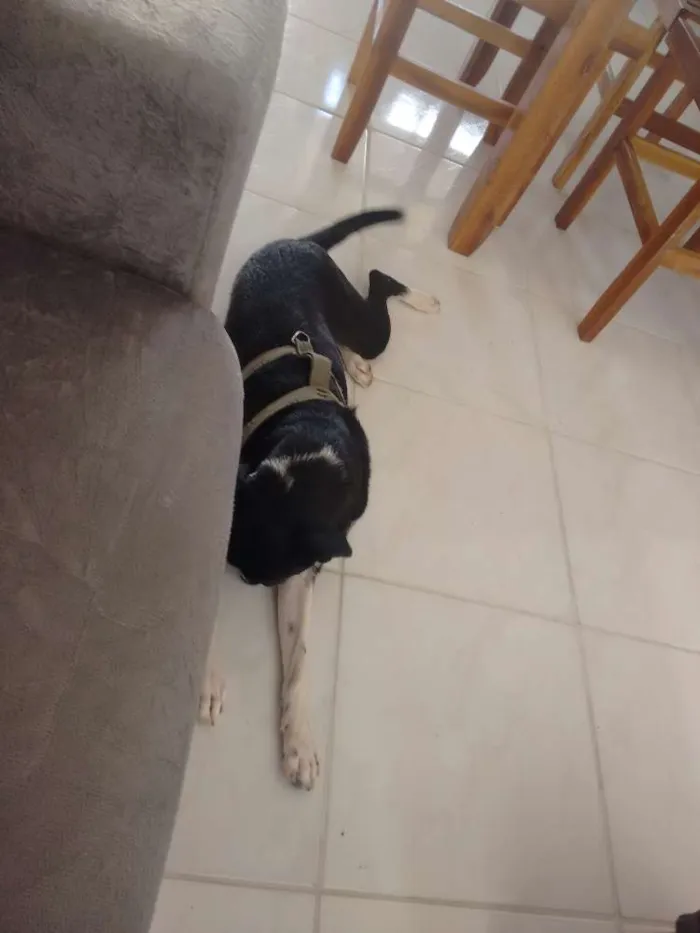 Cachorro raça Vira lata  idade 1 ano nome Pretinha