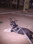 Pretinha
