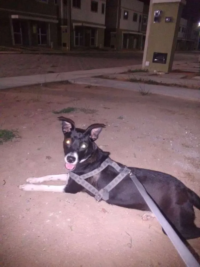 Cachorro raça Vira lata  idade 1 ano nome Pretinha