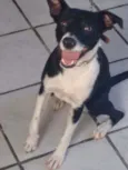 Pretinha